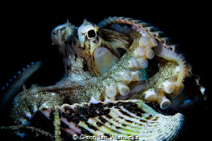 This is a photo of my favourite subject, an octopus (coco... by Glenn Ian Villanueva 